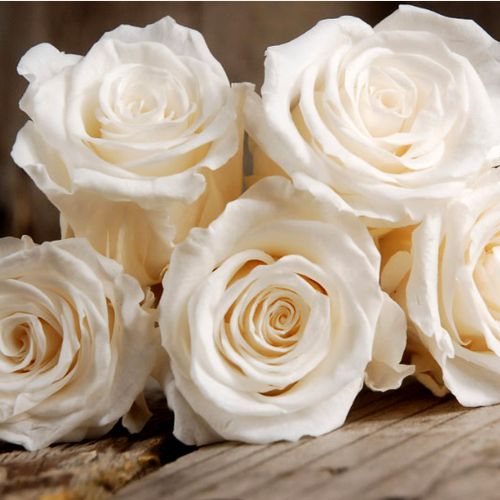 Shop - Rosa Champagner ® - weiß - floribundarosen - diskret duftend - Reimer Kordes - Ihre spitzen Knospen entwickeln sich zu sternförmigen Blumen, die auch in Vasen lange schön sind.